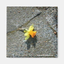 Narzissen-Fotografie-Magnet Kühlschrankmagnete