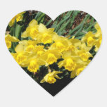 Narzissen Sticker