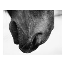 Nase von Pony 1 Postkarte