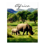 Nashorn Afrika Postkarten