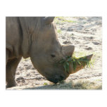 Nashorn-Postkarte