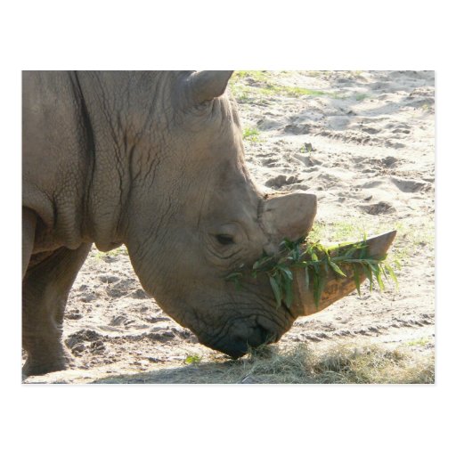 Nashorn-Postkarte