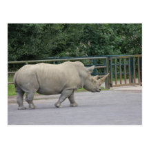 Nashorn Postkarten