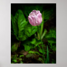 Nasse Tulpe Posterdrucke
