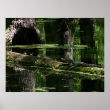 Natchez Spurn-Alligator (1) Plakatdruck
