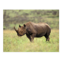 Nationalpark Kenias, Nairobi. Schwarzes Nashorn Postkarte