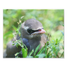 Natur-Druck des Baby-Zederwaxwing-Vogel-10x8 Kunstfoto