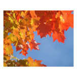 Natur-Fotografiekunst druckt Herbst-Blätter