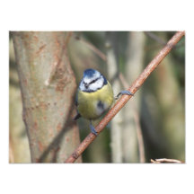 Naturdruck Fotografien