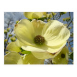 Naturpostkarten weiße gelbe Hartriegel-Blumen