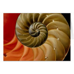 Nautilus-Muschel Foto Grußkarte