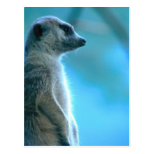 Nebelhaftes Meerkat Postkarten