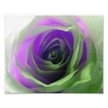 Neon Rose Photograph