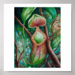 Nepenthes Marcophylla Aquarell-Kunst-Plakat