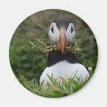 Nest-Erbauer-Papageientaucher Magnets