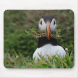 Nest-Erbauer-Papageientaucher Mauspads