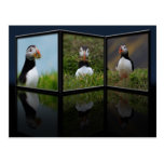 Nest-Gebäudepuffin-Postkarte