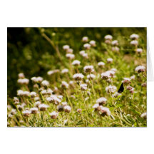 Nestled in den Wildblumen Grußkarten