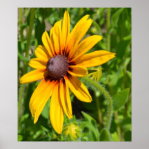 Nettes schwarzes mit Augen Susan-Blumen-Plakat