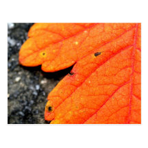 Neu-England Herbst Postkarte