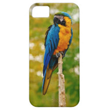 NEUER schöner blauer und gelber Macaw iphone 5 Kas iPhone 5 Schutzhüllen