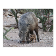 Neugeborene ergatterte Postkarte des Peccary-(Jave