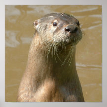 Neugieriger Otter-Plakat-Druck