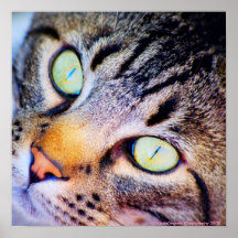 Neugieriges Katzen-Plakat