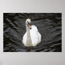 Neugieriges Schwan-Plakat