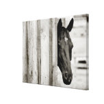 Neugieriges schwarzes Pferd Leinwand Druck