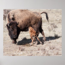 Newborn Bison Eating Print