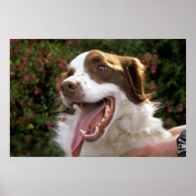 Nicht reinrassiger Hund Plakatdruck