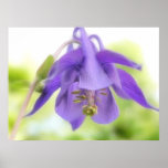Nicken von blauem Columbine Plakate