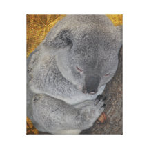 Nickerchen machender Umarmungs-Koala Galerie Falt Leinwand