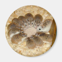 Niedliche essende Robo Babys - Magnet Magnete