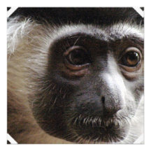 Niedliche Gibbon-Einladungen