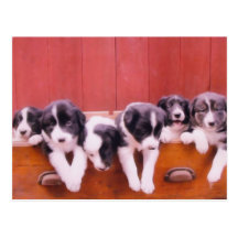 Niedliche Grenzcollie-Welpen-Postkarte