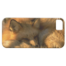 Niedliche iPhone 5 Hüllenschöner Fox