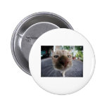Niedliche Katze Pinback Buttons