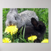 NIEDLICHE KLEINE KANINCHEN-HÄSCHEN-LÖWENZAHN-GRAS- POSTER