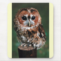 Niedliche kleine wilde Eule Mauspads