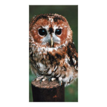 Niedliche kleine wilde Eulen-Foto-Karte Foto Grußkarte