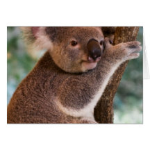 Niedliche Koala-Gruß-Karten