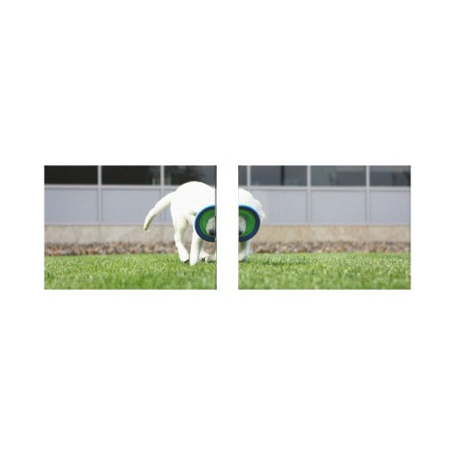 Niedliche Leinwand des Frisbee des Welpen Gespannte Galerie Drucke