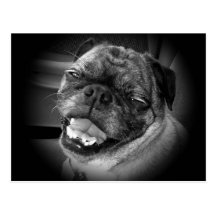 Niedliche Mops-Hundepostkarte