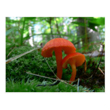 Niedliche orange Pilze Postkarte