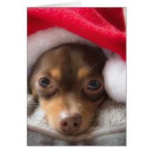 Niedliche SanktChihuahua Feliz Navidad Karte