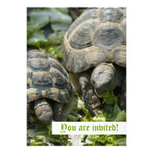 Niedliche Schildkröte-Gewohnheits-Einladungen