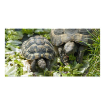 Niedliche Schildkröten Fotokarten