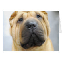Niedliche Shar Pei Gruß-Karten
